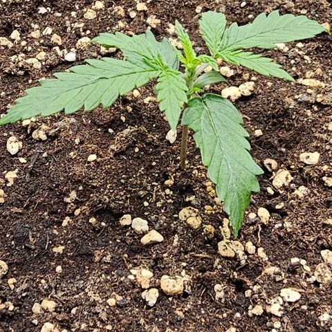 Fat Banana Auto #1 growlog timeline photo