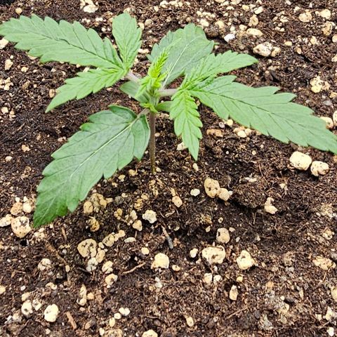 Fat Banana Auto #1 growlog timeline photo