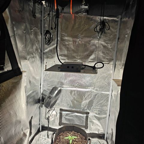 Fat Banana Auto #1 growlog timeline photo