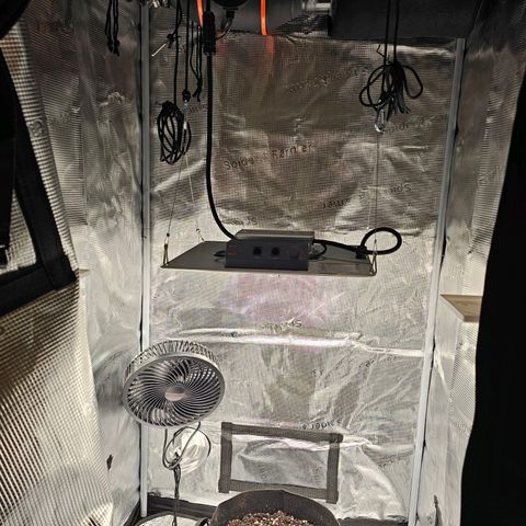 Fat Banana Auto #1 growlog timeline photo