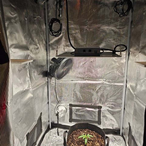 Fat Banana Auto #1 growlog timeline photo
