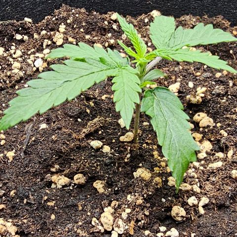 Fat Banana Auto #1 growlog timeline photo