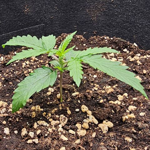 Fat Banana Auto #1 growlog timeline photo