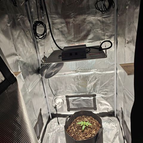 Fat Banana Auto #1 growlog timeline photo