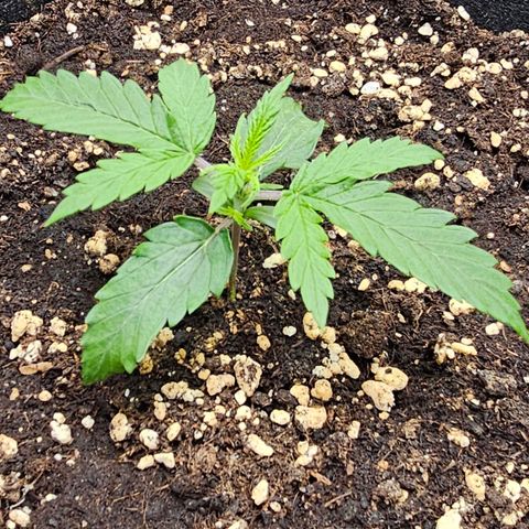 Fat Banana Auto #1 growlog timeline photo