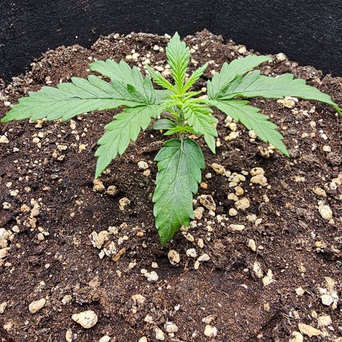 Fat Banana Auto #1 growlog timeline photo
