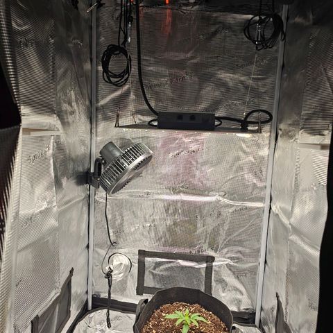 Fat Banana Auto #1 growlog timeline photo