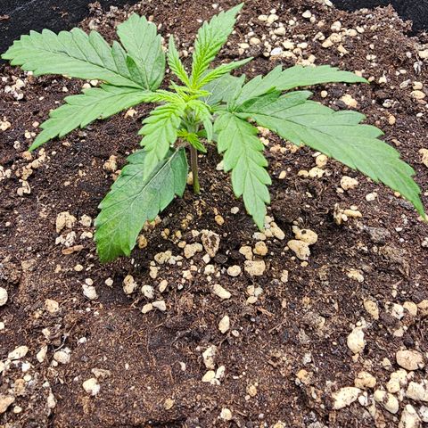 Fat Banana Auto #1 growlog timeline photo