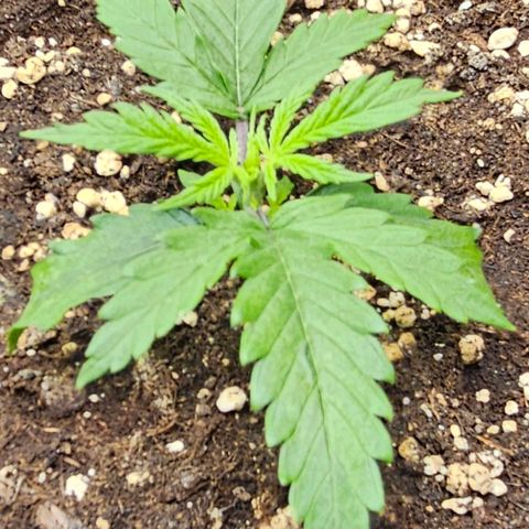 Fat Banana Auto #1 growlog timeline photo