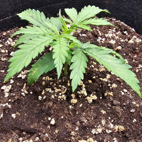 Fat Banana Auto #1 growlog timeline photo