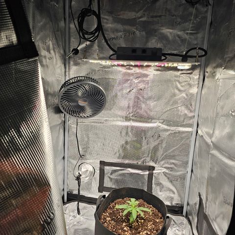 Fat Banana Auto #1 growlog timeline photo