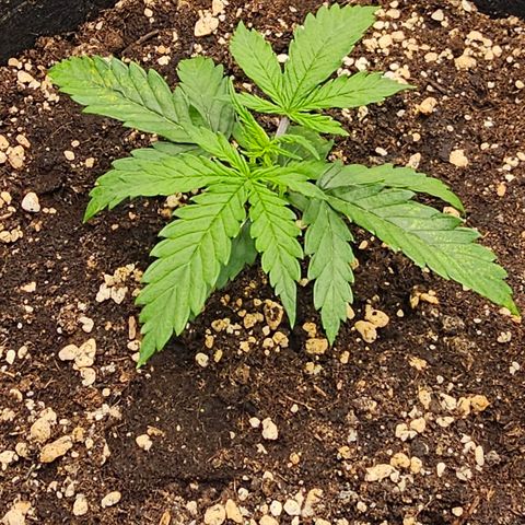 Fat Banana Auto #1 growlog timeline photo