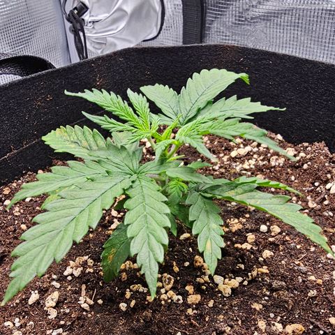 Fat Banana Auto #1 growlog timeline photo