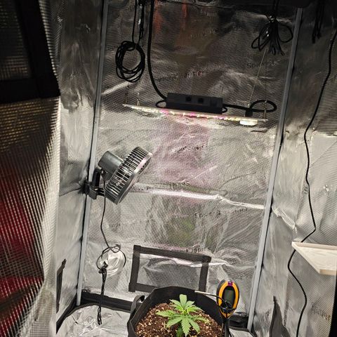 Fat Banana Auto #1 growlog timeline photo