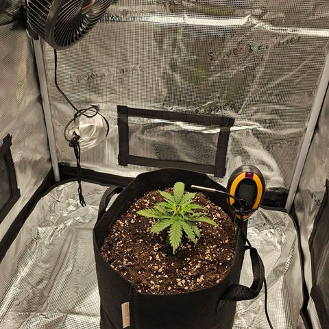 Fat Banana Auto #1 growlog timeline photo