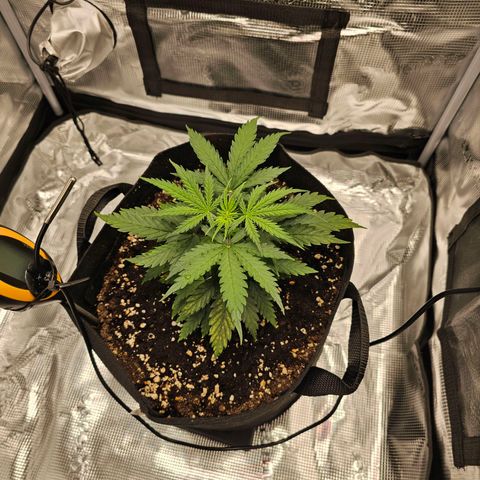 Fat Banana Auto #1 growlog timeline photo