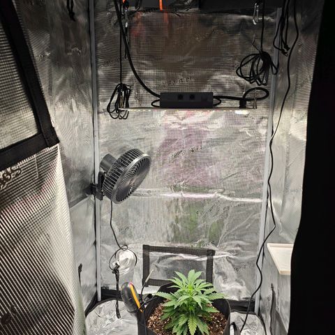 Fat Banana Auto #1 growlog timeline photo