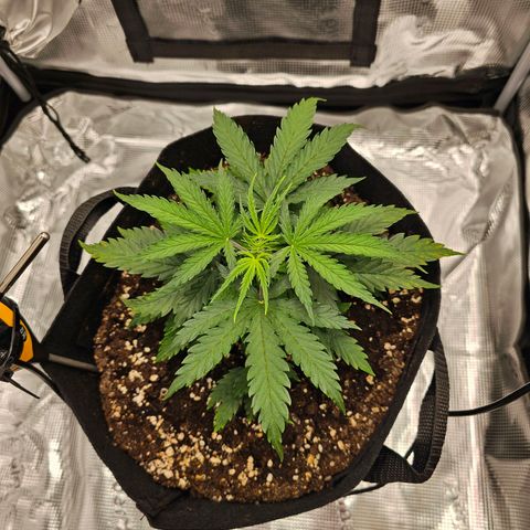 Fat Banana Auto #1 growlog timeline photo