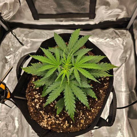 Fat Banana Auto #1 growlog timeline photo