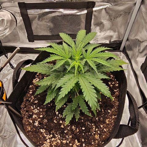 Fat Banana Auto #1 growlog timeline photo