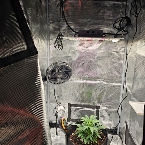 Fat Banana Auto #1 growlog timeline photo