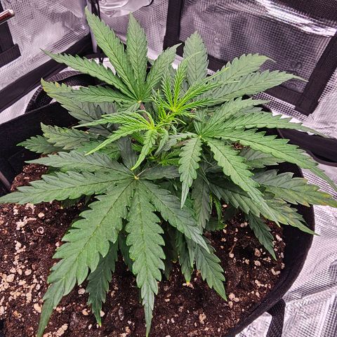 Fat Banana Auto #1 growlog timeline photo