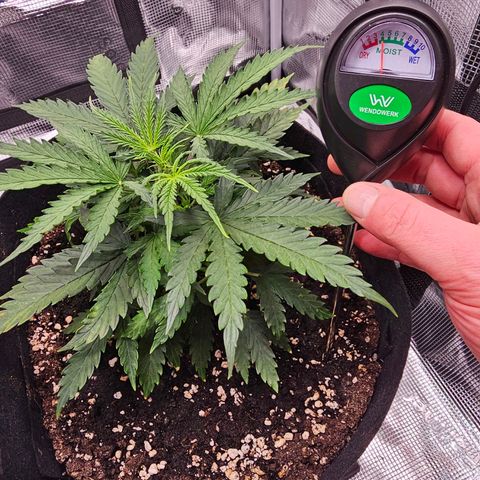 Fat Banana Auto #1 growlog timeline photo