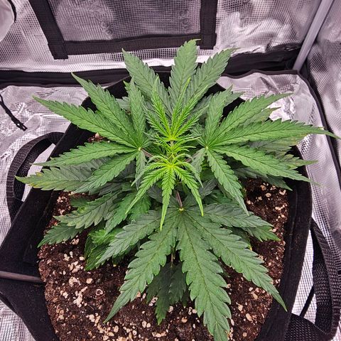 Fat Banana Auto #1 growlog timeline photo