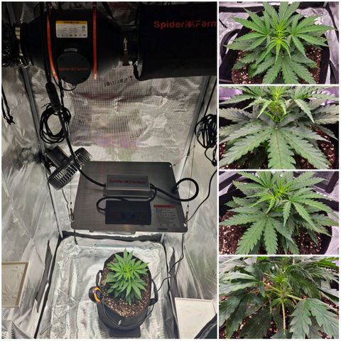 Fat Banana Auto #1 growlog timeline photo