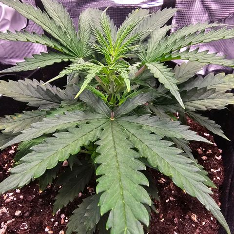 Fat Banana Auto #1 growlog timeline photo