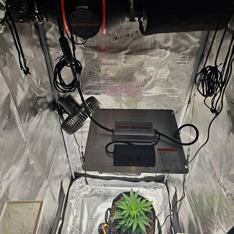 Fat Banana Auto #1 growlog timeline photo