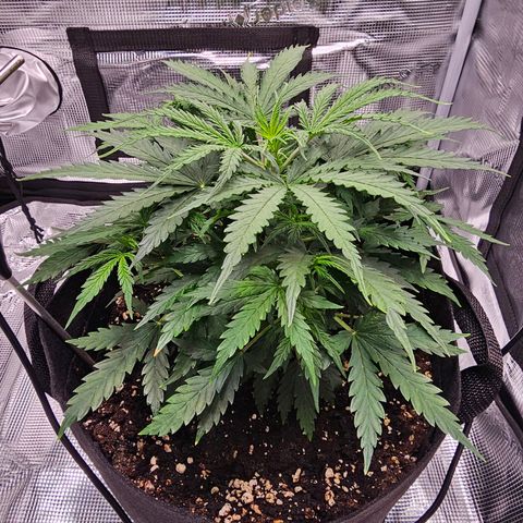 Fat Banana Auto #1 growlog timeline photo