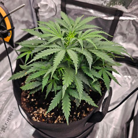 Fat Banana Auto #1 growlog timeline photo