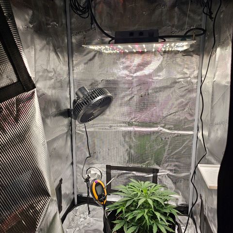 Fat Banana Auto #1 growlog timeline photo