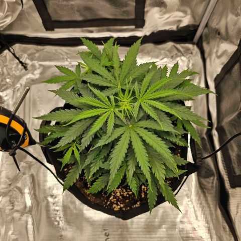Fat Banana Auto #1 growlog timeline photo