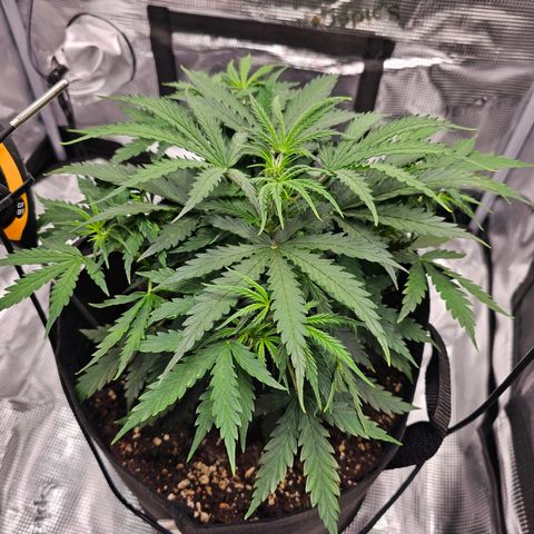 Fat Banana Auto #1 growlog timeline photo