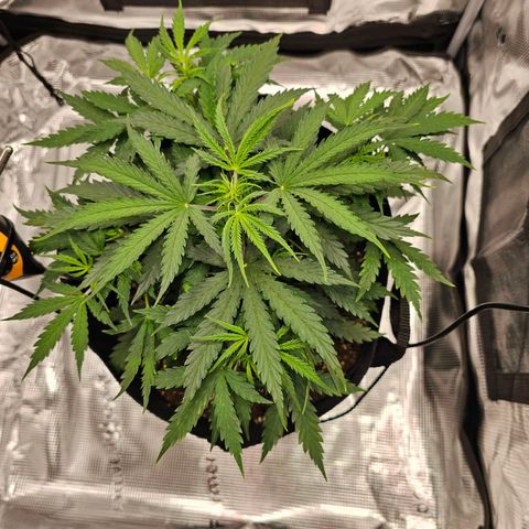 Fat Banana Auto #1 growlog timeline photo