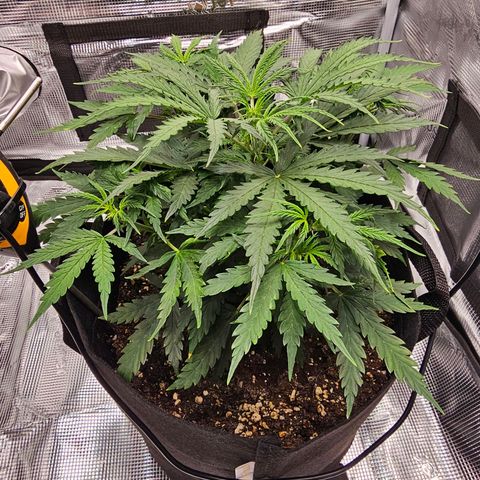 Fat Banana Auto #1 growlog timeline photo
