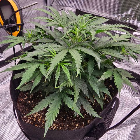 Fat Banana Auto #1 growlog timeline photo