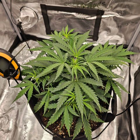 Fat Banana Auto #1 growlog timeline photo