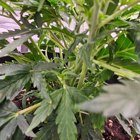 Fat Banana Auto #1 growlog timeline photo