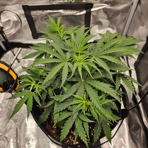 Fat Banana Auto #1 growlog timeline photo