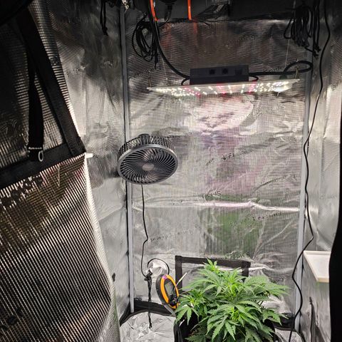 Fat Banana Auto #1 growlog timeline photo