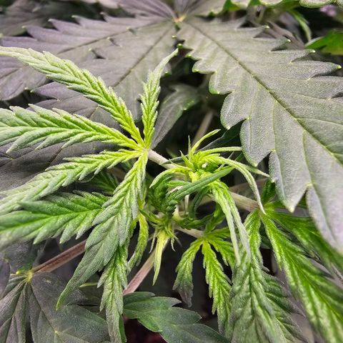 Fat Banana Auto #1 growlog timeline photo