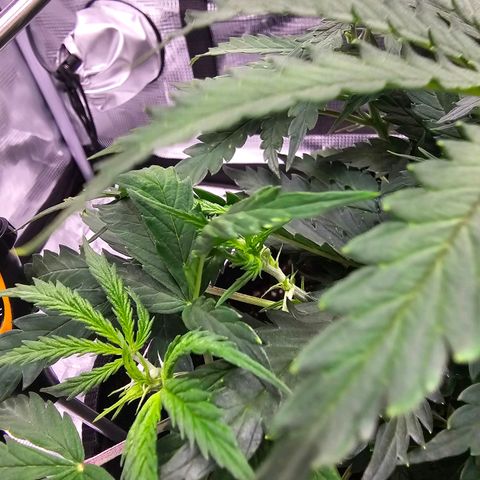 Fat Banana Auto #1 growlog timeline photo