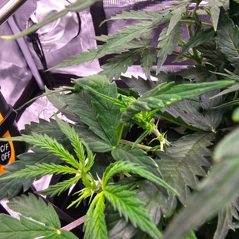 Fat Banana Auto #1 growlog timeline photo