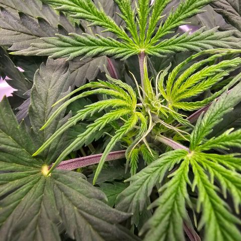 Fat Banana Auto #1 growlog timeline photo