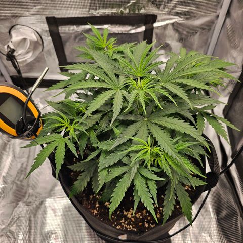 Fat Banana Auto #1 growlog timeline photo