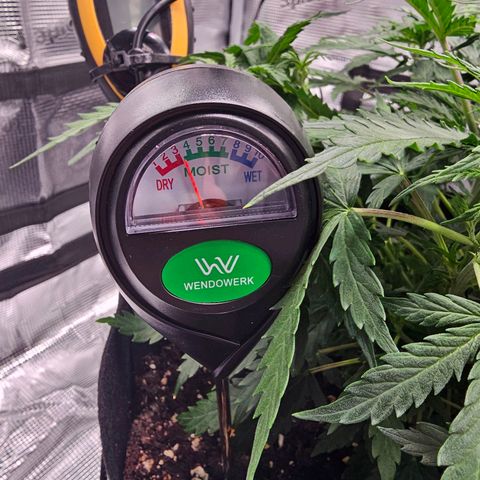 Fat Banana Auto #1 growlog timeline photo