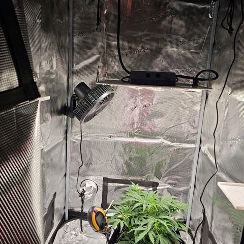 Fat Banana Auto #1 growlog timeline photo